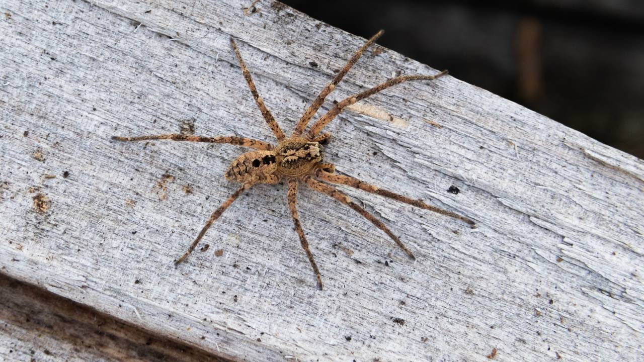 Das Foto zeigt eine Nosferatu-Spinne auf einem Holzblock.