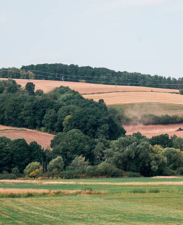 Das undatierte Symbolfoto zeigt eine Landschaft mit wenig grünen und vielen vertrocknet-braunen Feldern, dazwischen stehen Bäume.