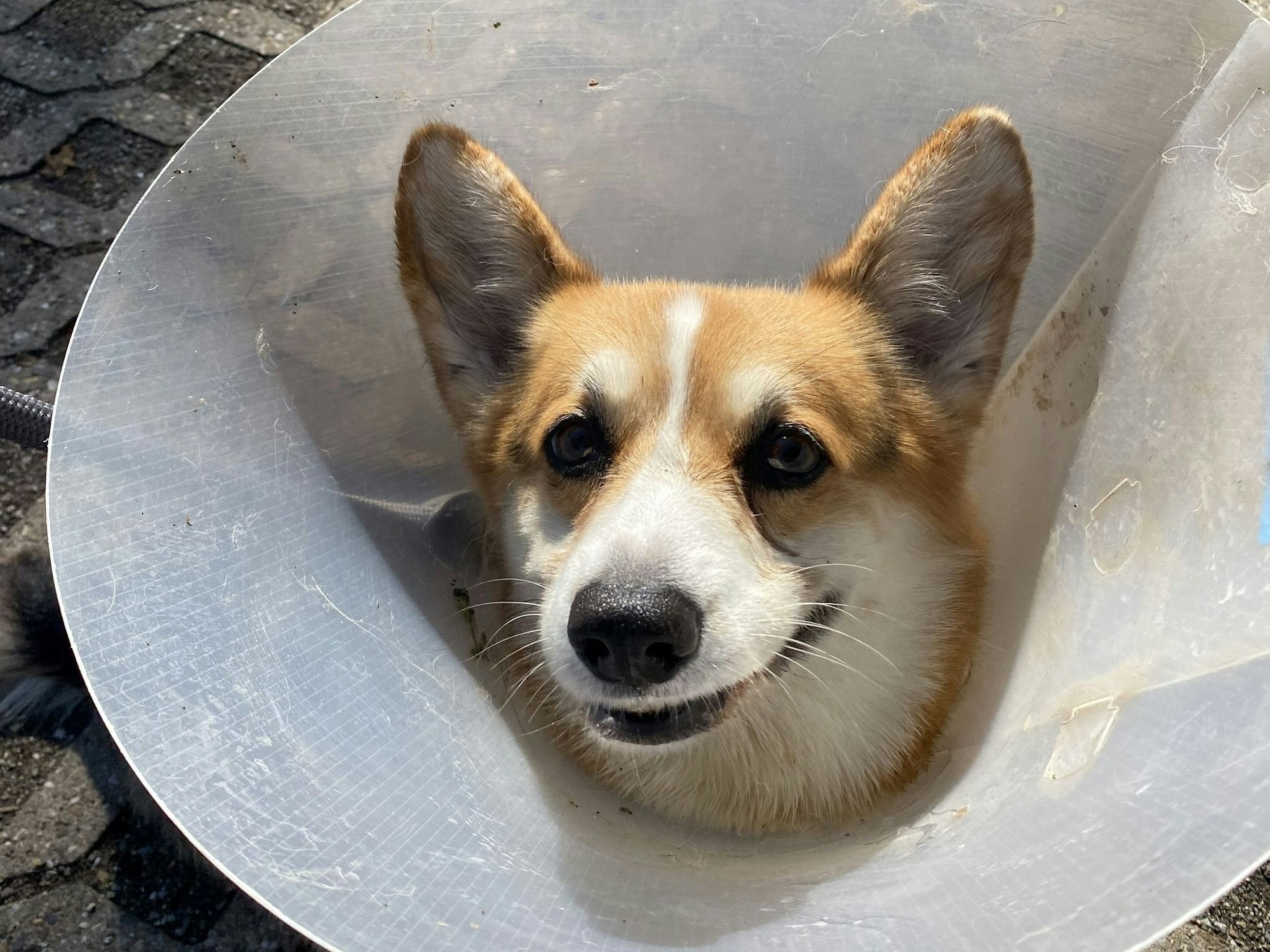 Corgie Lucky muss nach einer Operation eine Halskrause tragen.
