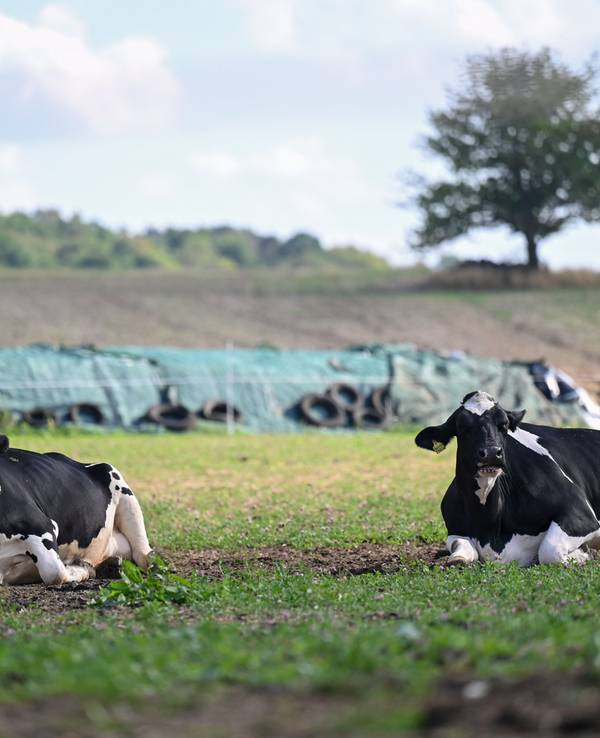 Entspannt liegen Kühe auf einer Weide der Klima-Milchfarm. Die Reduzierung des CO₂ bei der Milchproduktion ist das Ziel einer Zusammenarbeit der Molkerei Hochwald mit Nestlé Deutschland und der Hochschule für Wirtschaft und Umwelt Nürtingen-Geislingen (HfWU).