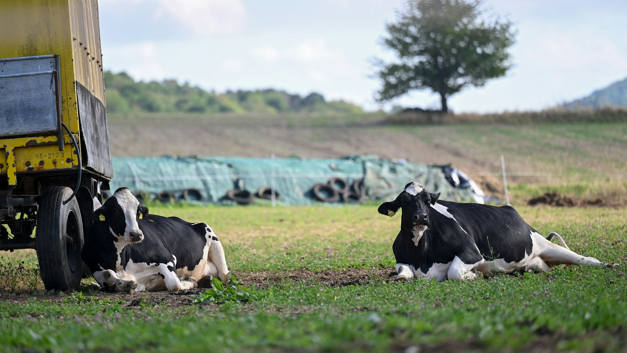 Entspannt liegen Kühe auf einer Weide der Klima-Milchfarm. Die Reduzierung des CO₂ bei der Milchproduktion ist das Ziel einer Zusammenarbeit der Molkerei Hochwald mit Nestlé Deutschland und der Hochschule für Wirtschaft und Umwelt Nürtingen-Geislingen (HfWU).