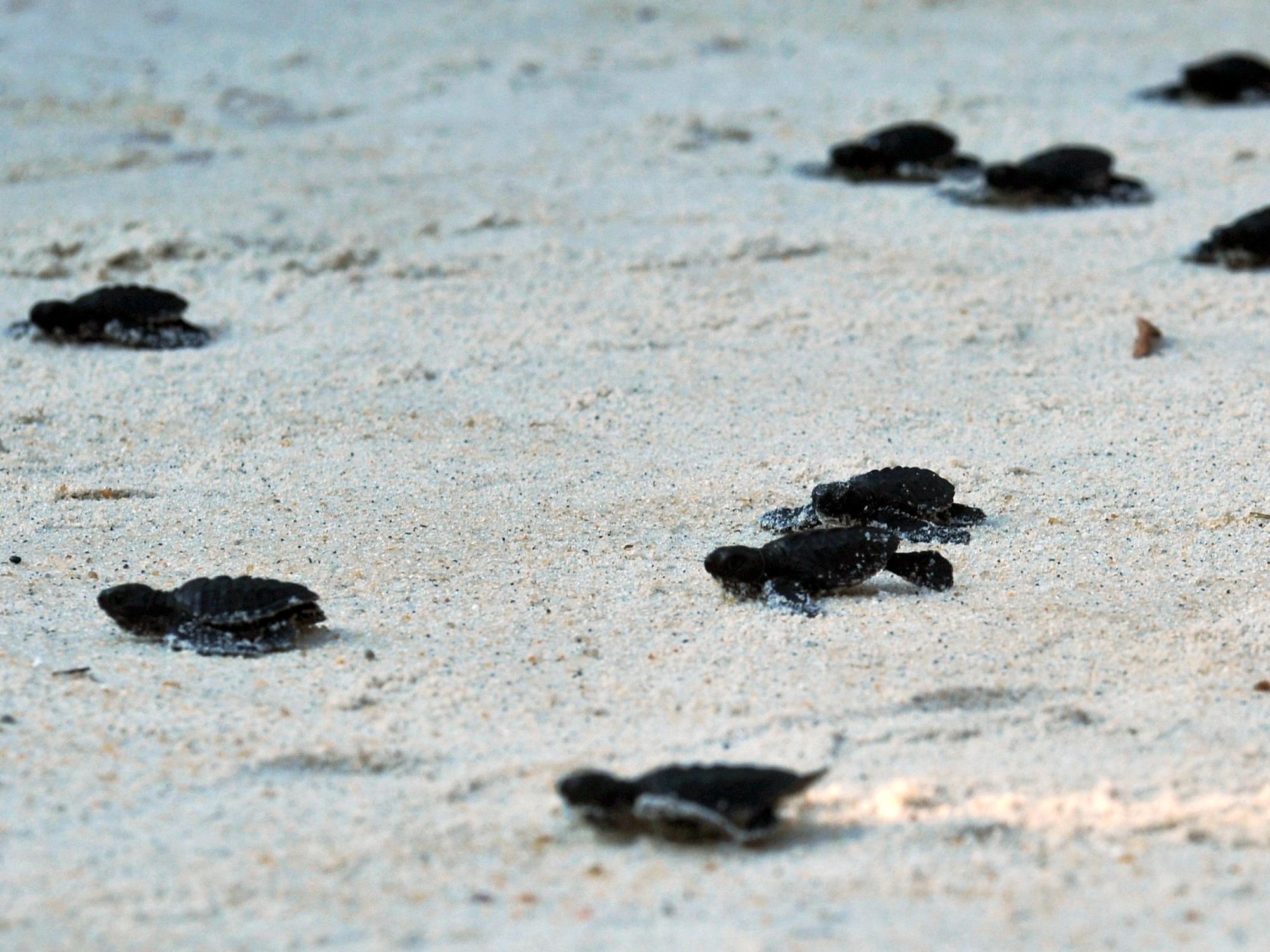 70 junge Schildkröten machen sich auf den Weg in die Freiheit.