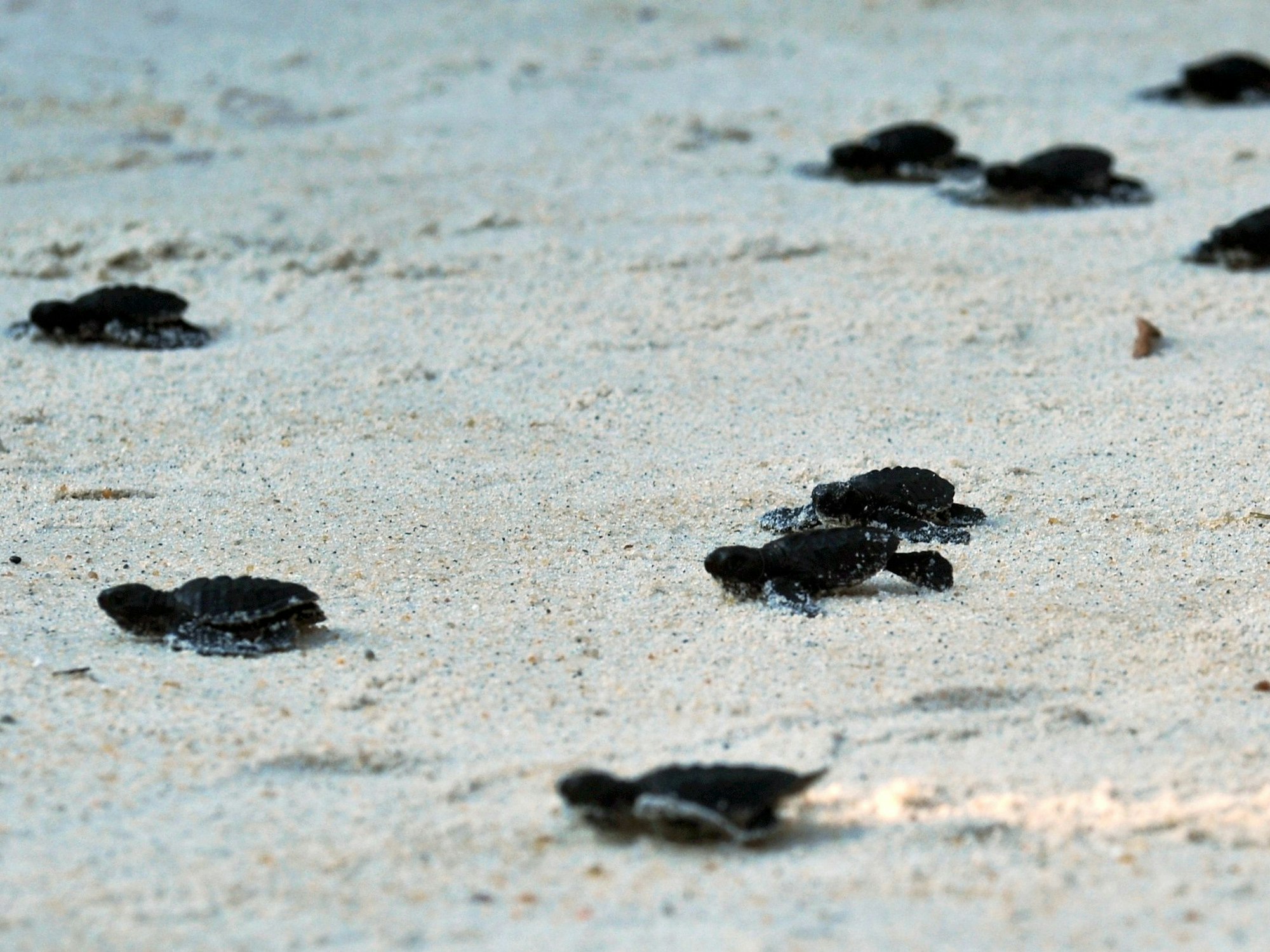 70 junge Schildkröten machen sich auf den Weg in die Freiheit.