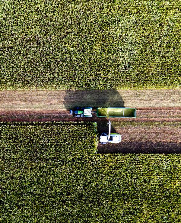 Eine Drohne fotografiert am 13. September 2022 die Maisernte in Mecklenburg-Vorpommern (Symbolfoto). Jetzt musste eine Drohne der Feuerwehr nach einer Person in einem Maisfeld in Sankt Augustin suchen.