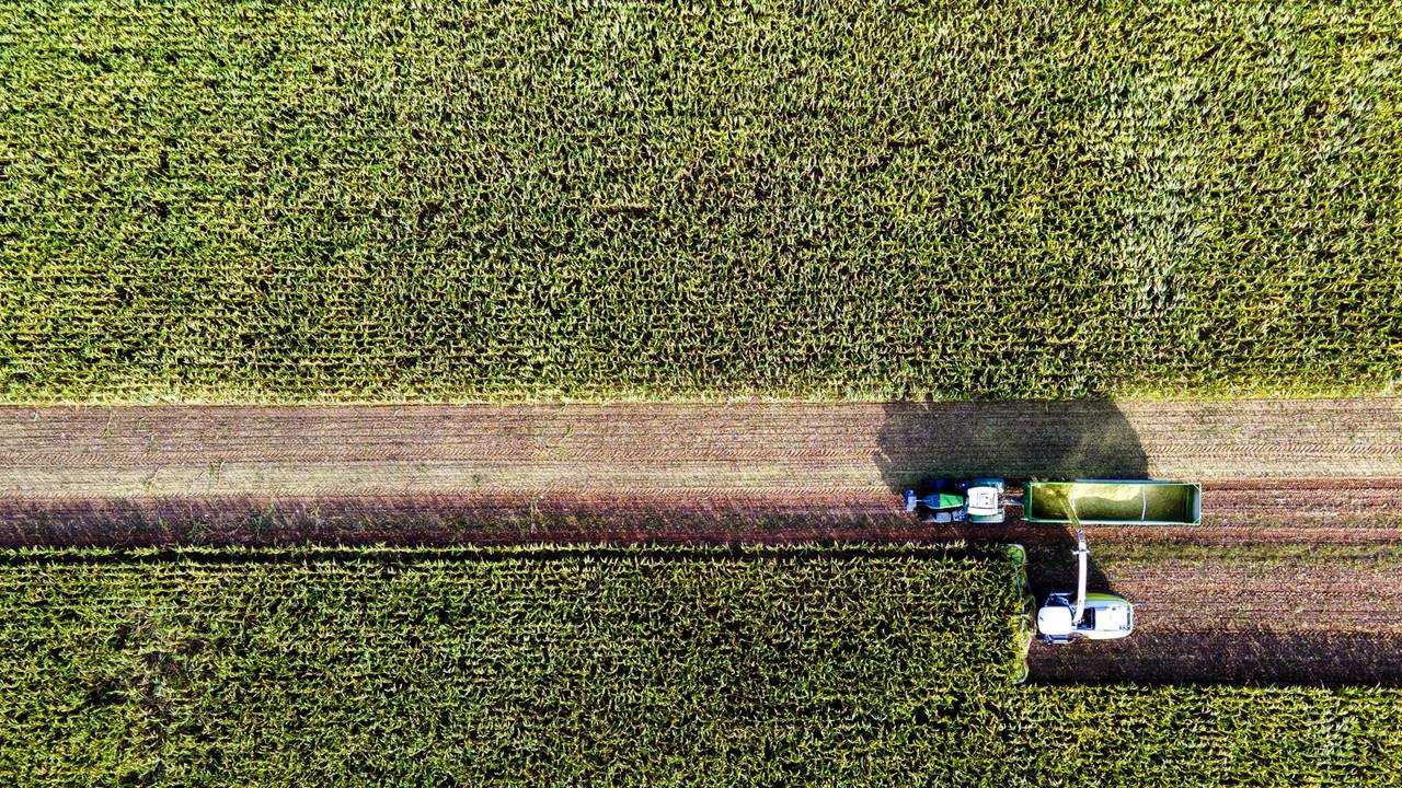 Eine Drohne fotografiert am 13. September 2022 die Maisernte in Mecklenburg-Vorpommern (Symbolfoto). Jetzt musste eine Drohne der Feuerwehr nach einer Person in einem Maisfeld in Sankt Augustin suchen.