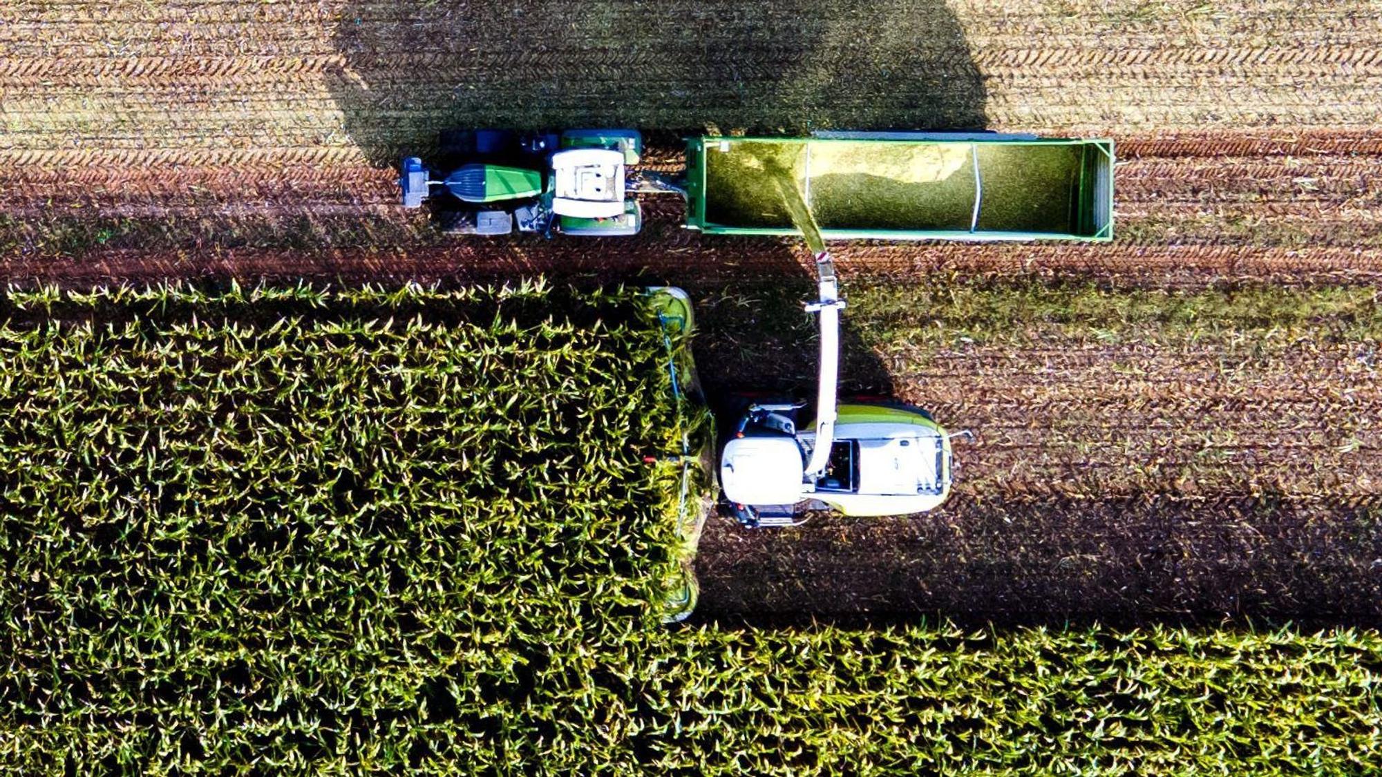 Eine Drohne fotografiert am 13. September 2022 die Maisernte in Mecklenburg-Vorpommern (Symbolfoto). Jetzt musste eine Drohne der Feuerwehr nach einer Person in einem Maisfeld in Sankt Augustin suchen.