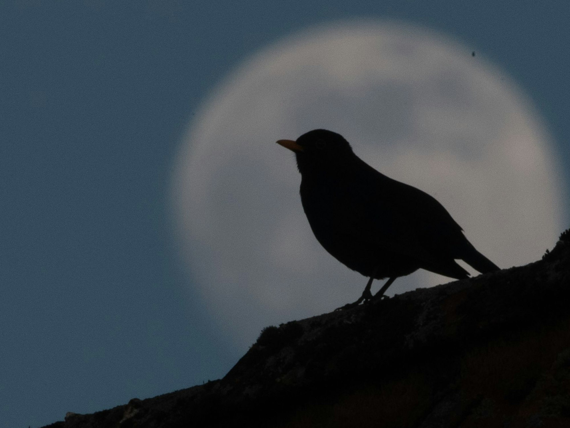 Eine Amsel sitzt vor dem aufgehenden Mond.