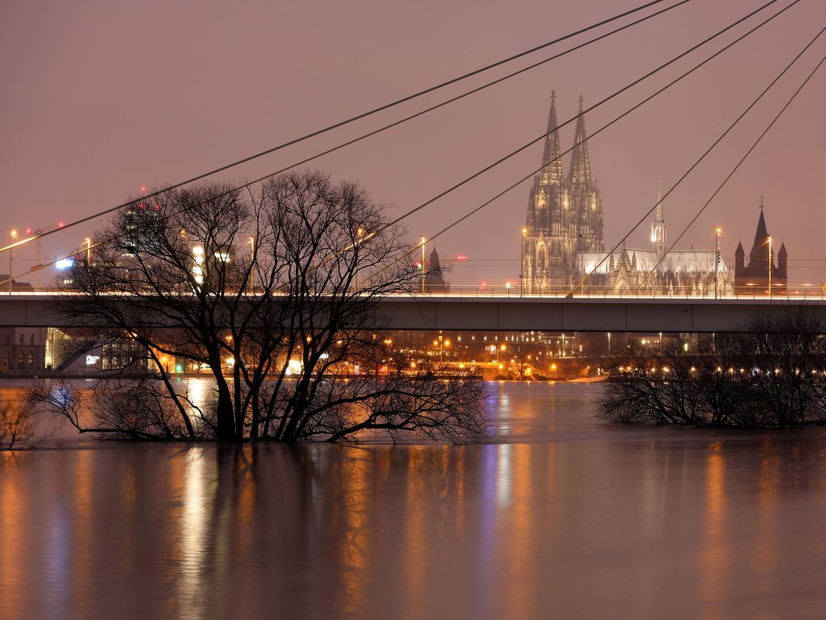 Bäume stehen vor der Severinsbrücke im Hochwasser des Rheins.