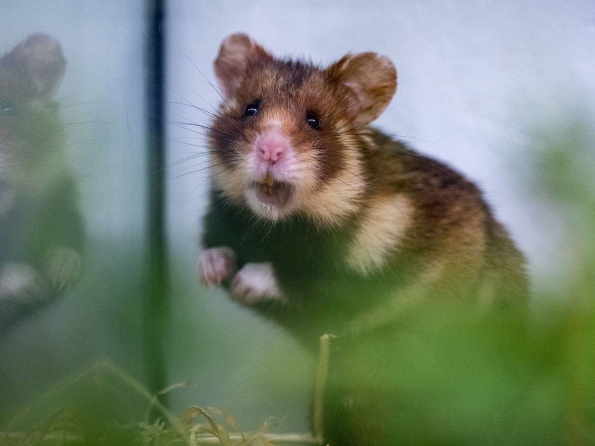 Ein Feldhamster-Männchen spiegelt sich in einem Terrarium in der Aufzuchtstation für Feldhamster im Zoo Leipzig.