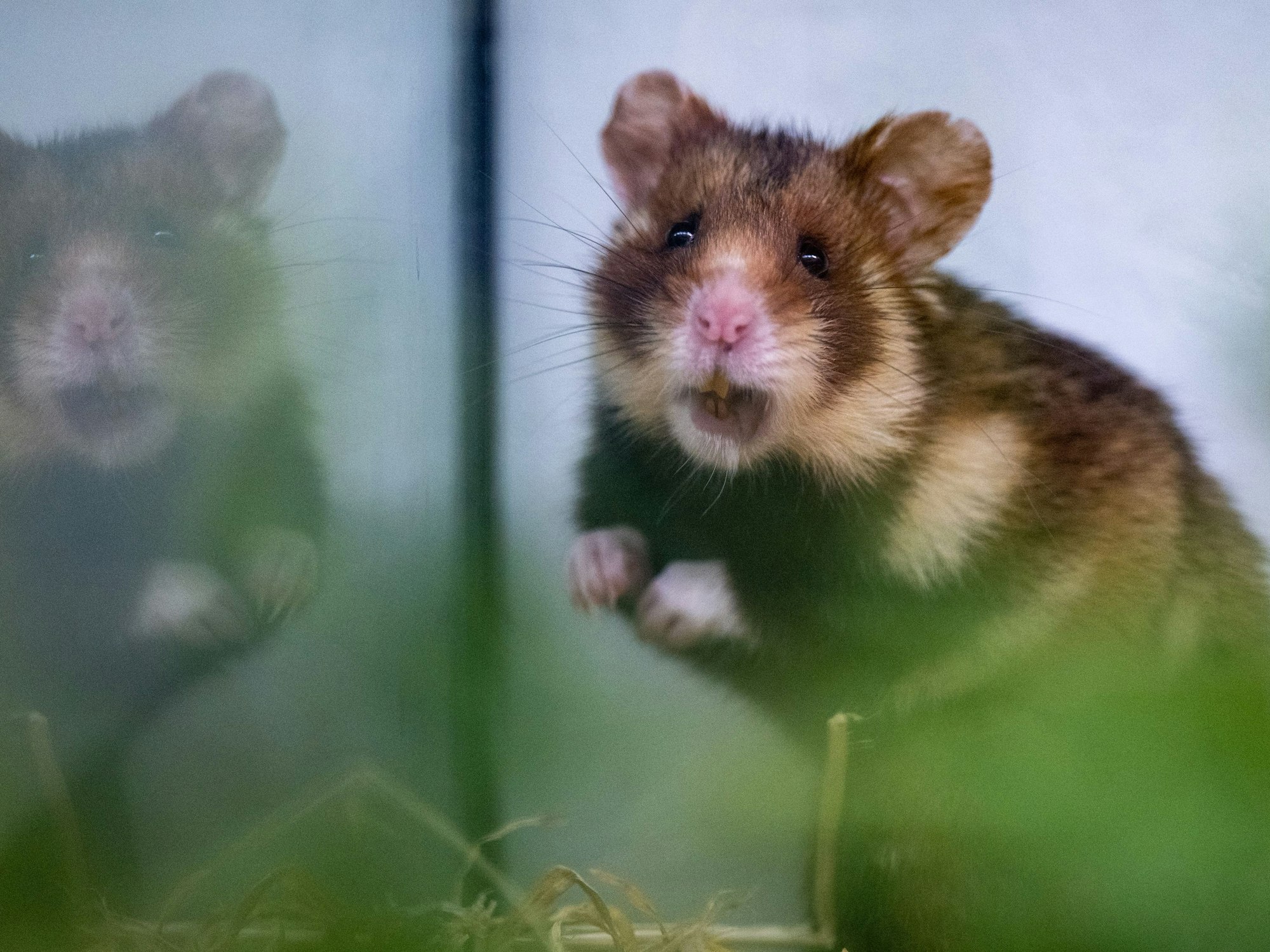 Ein Feldhamster-Männchen spiegelt sich in einem Terrarium in der Aufzuchtstation für Feldhamster im Zoo Leipzig.