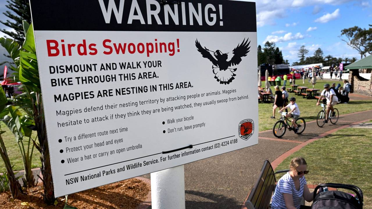 Ein Hinweisschild warnt vor aggressiven Elstern in Australien