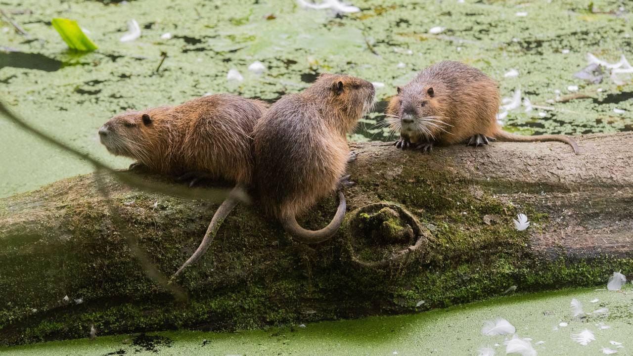 Drei Nutrias sitzen auf einem Baumstamm.