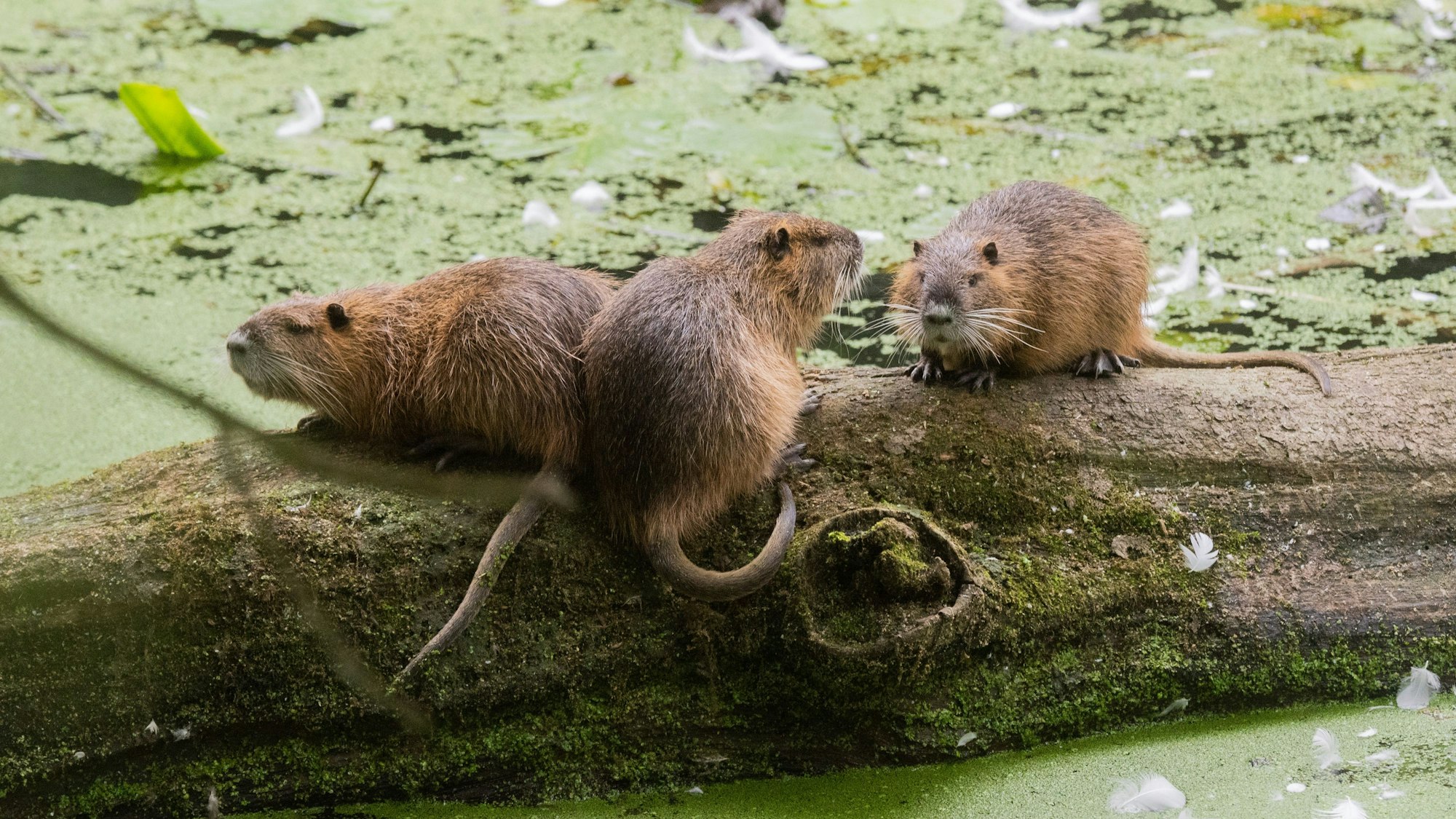 Drei Nutrias sitzen auf einem Baumstamm.