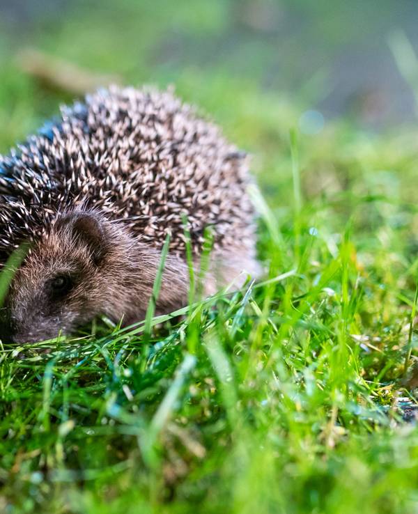 Ein junger Braunbrustigel kauert sich in grünes Gras in einem Garten.