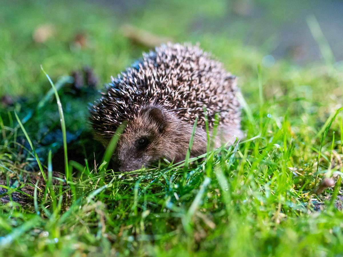 Ein junger Braunbrustigel kauert sich in grünes Gras in einem Garten.