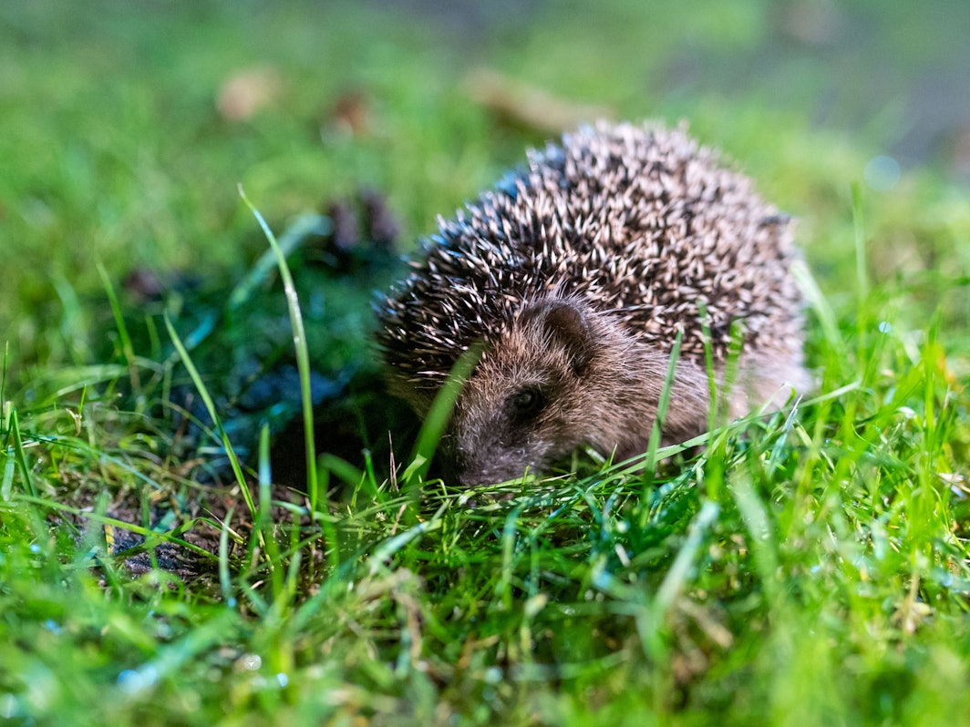 Ein junger Braunbrustigel kauert sich in grünes Gras in einem Garten.