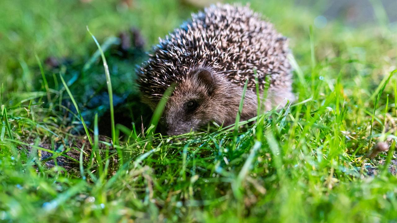 Ein junger Braunbrustigel kauert sich in grünes Gras in einem Garten.