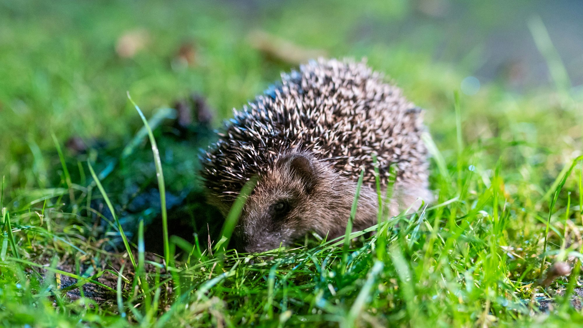 Ein junger Braunbrustigel kauert sich in grünes Gras in einem Garten.
