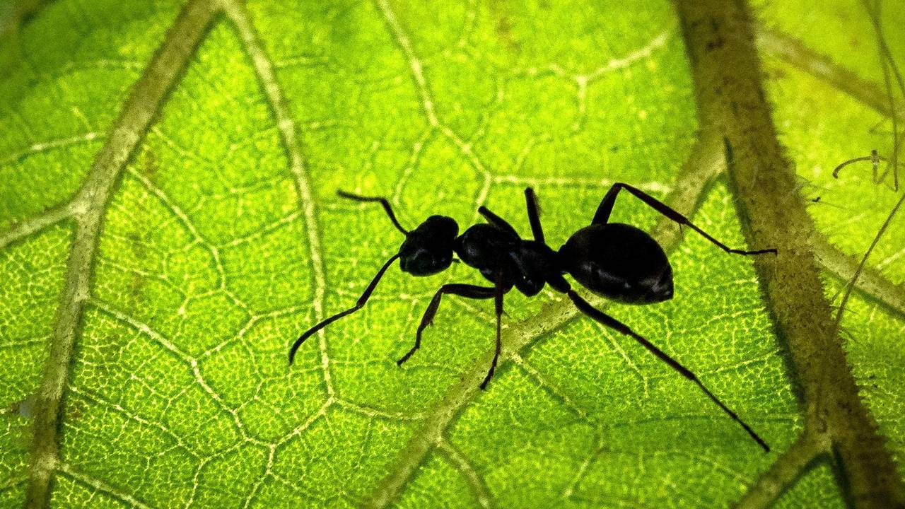 Eine Ameise sitzt auf der Unterseite eines Blattes. Den Schätzungen eines internationalen Forscherteams zufolge gibt es weltweit auf Bäumen und Böden rund 20 Billiarden Ameisen.