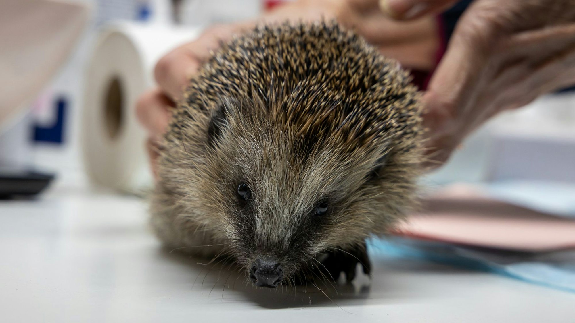 Ein Igel krabbelt unter Obhut einer ehrenamtlichen Tierschützerin auf dem Behandlungstisch.
