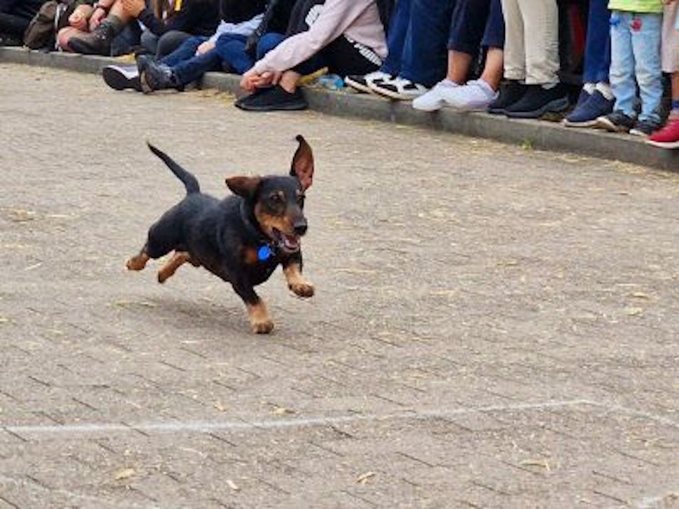 Ein Dackel gibt beim Dackelrennen in Oberkrämer am 18. September 2022 sein Bestes.