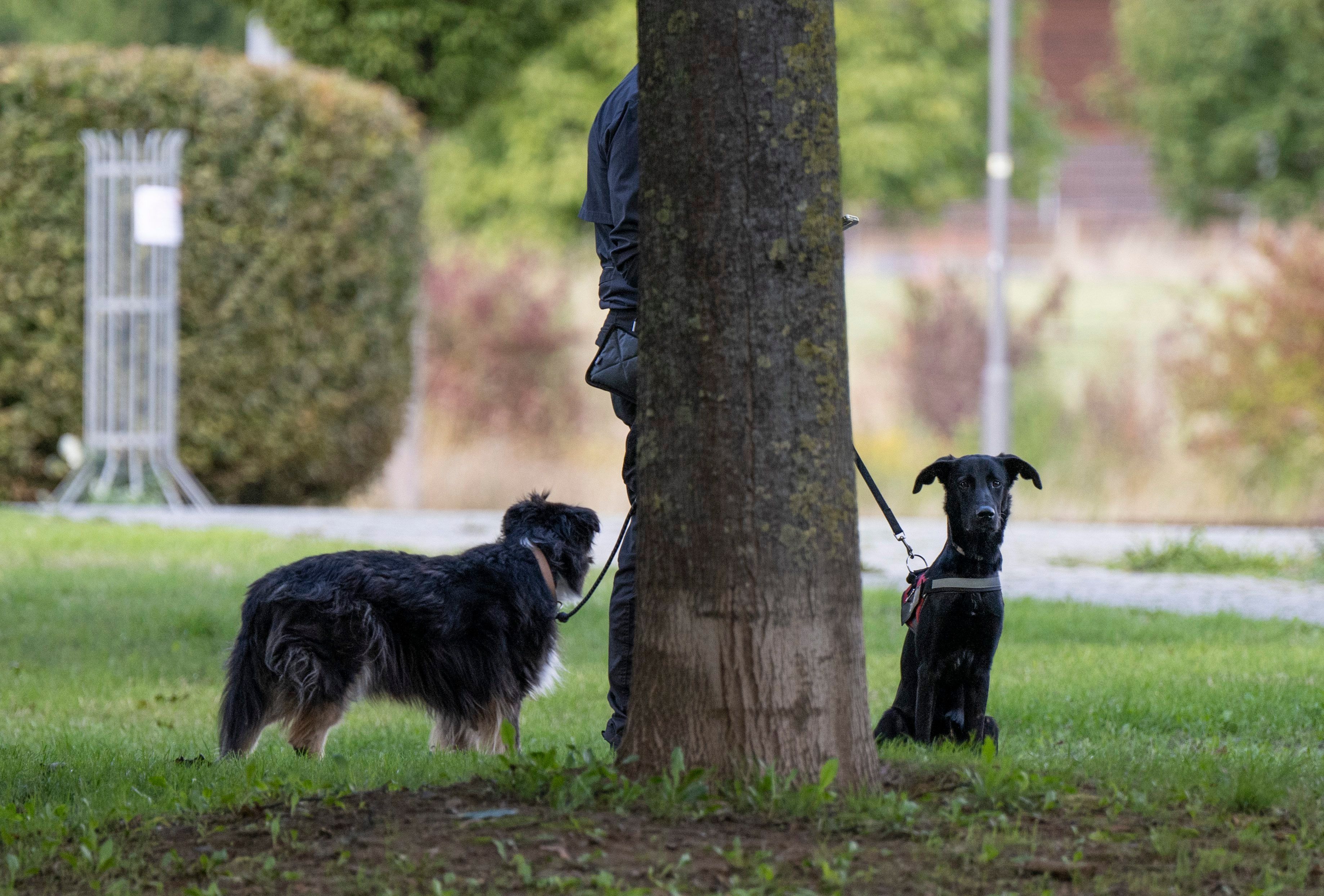 Ein Mann führt am 19. September 2022 zwei Hunde über eine Hundewiese im Stadtteil Riedberg. Hier hatten mehrere Tiere in den vergangenen Tagen Giftköder gefressen.