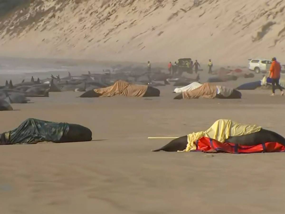 Dieses Standbild aus einem Video zeigt die gestrandeten Wale am Ocean Beach in der Nähe von Strahan, Australien. Mehr als 200 Wale sind an der Westküste Tasmaniens gestrandet.
