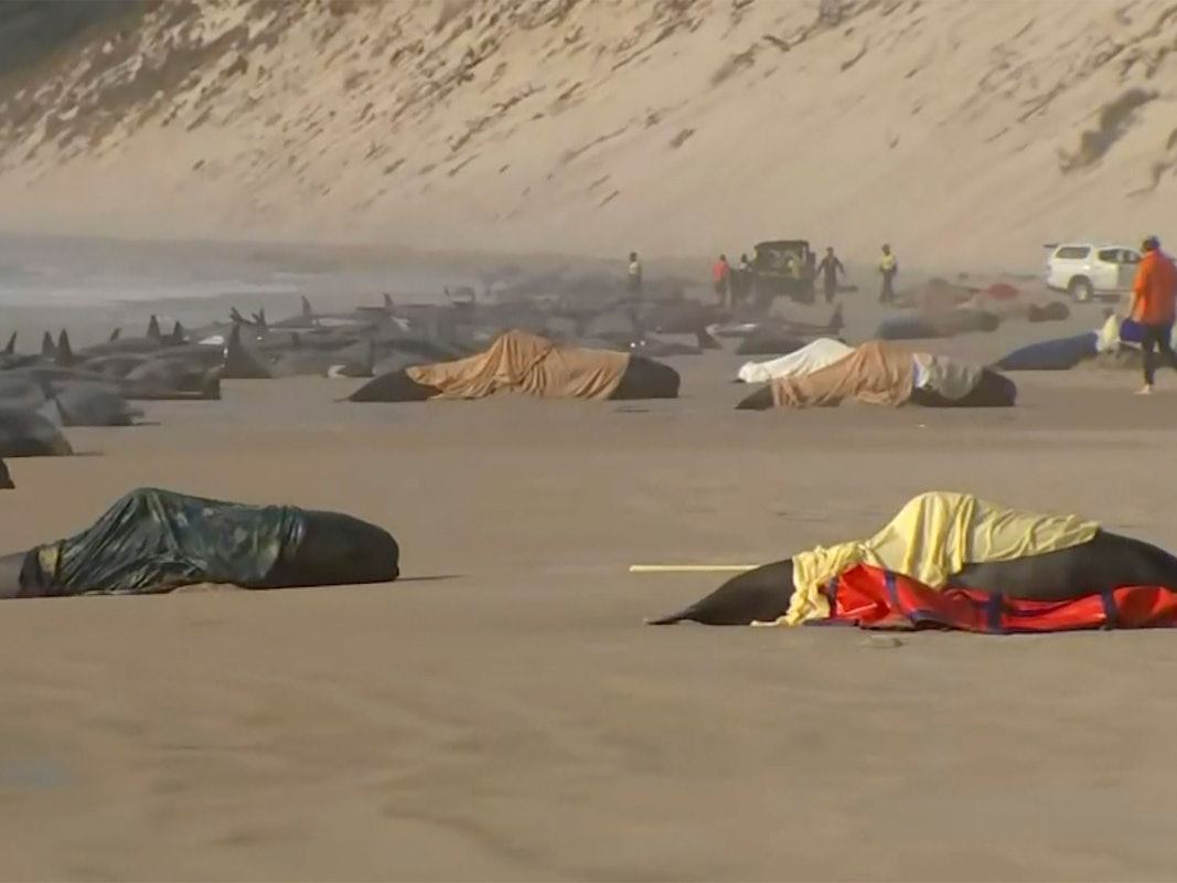 Dieses Standbild aus einem Video zeigt die gestrandeten Wale am Ocean Beach in der Nähe von Strahan, Australien. Mehr als 200 Wale sind an der Westküste Tasmaniens gestrandet.