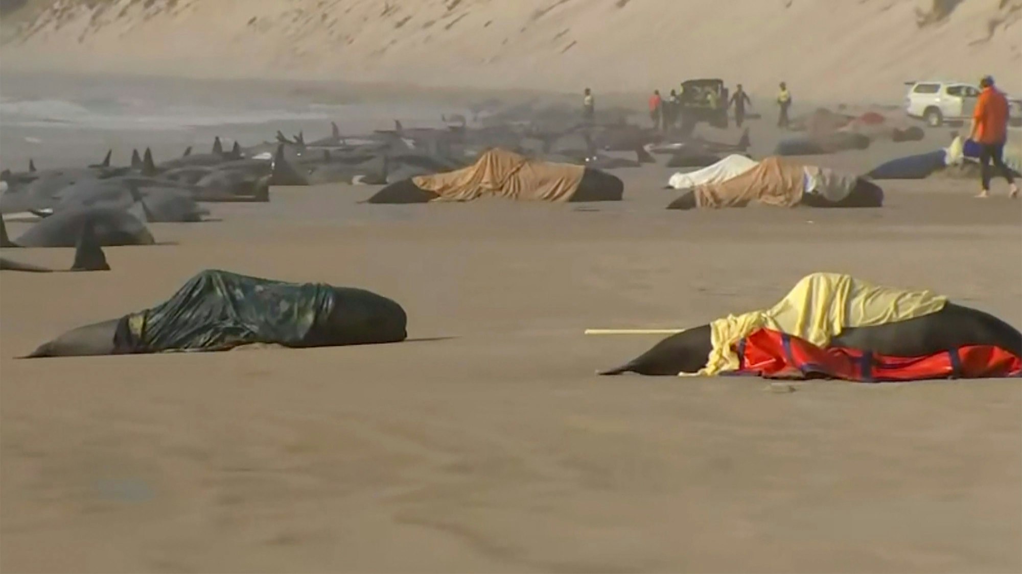 Dieses Standbild aus einem Video zeigt die gestrandeten Wale am Ocean Beach in der Nähe von Strahan, Australien. Mehr als 200 Wale sind an der Westküste Tasmaniens gestrandet.