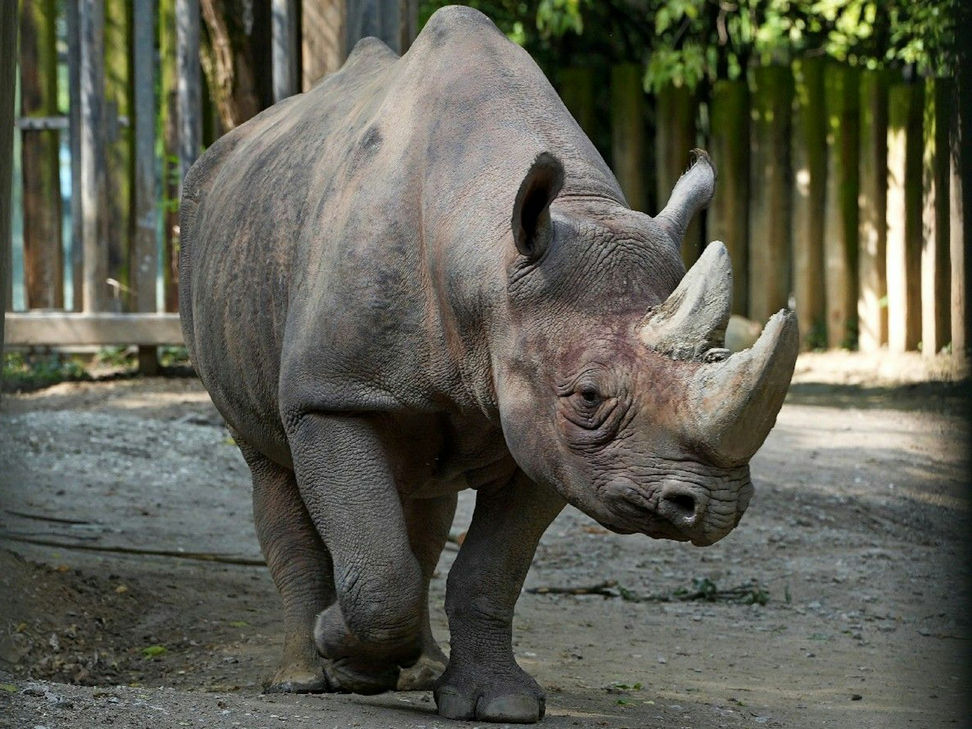 Nashorn Taco im Kölner Zoo.