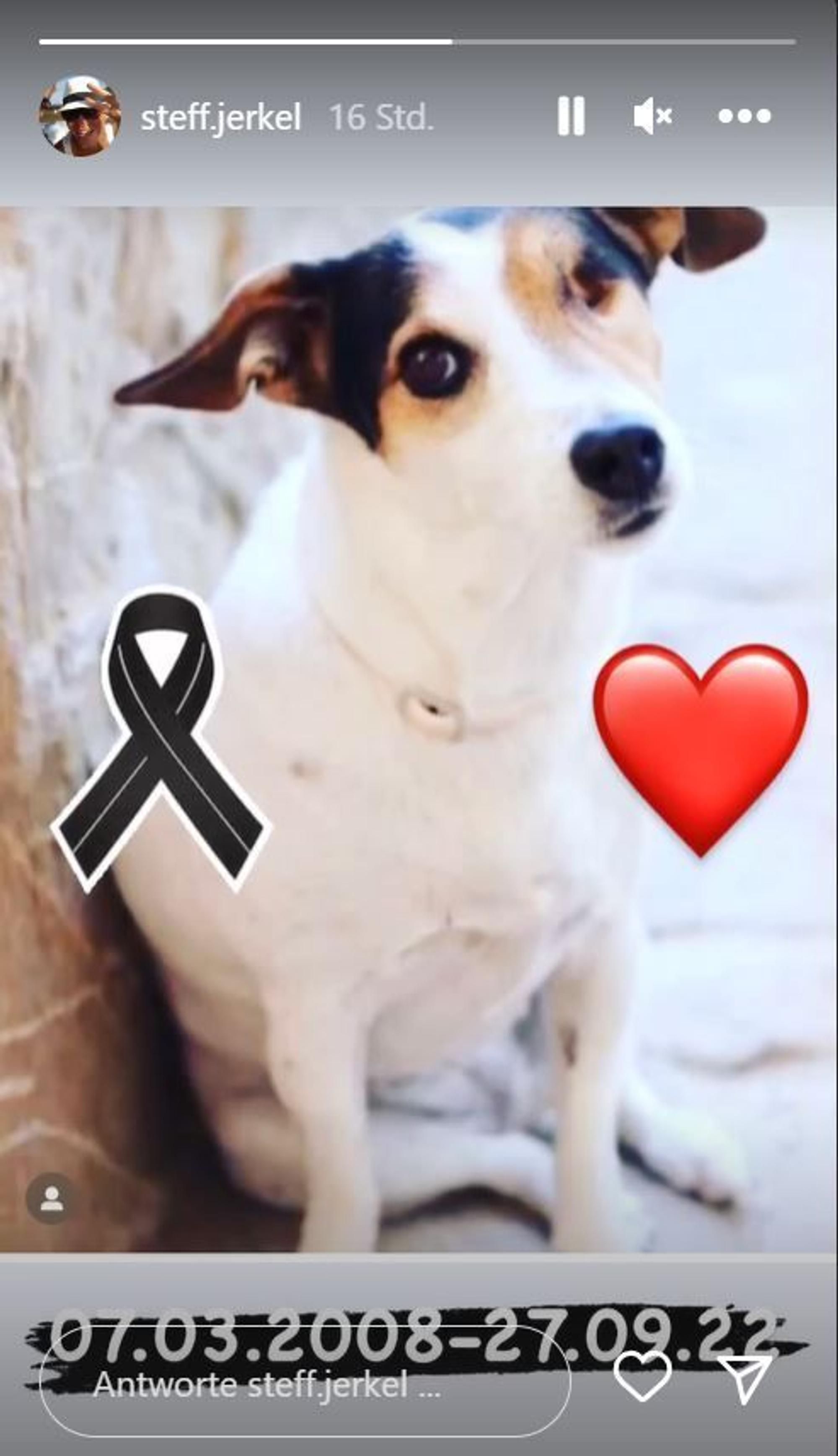 Das Foto zeigt Steff's Hündin Kiki, eine Jack-Russell-Terrier-Dame mit weißem Fell. Lediglich ihre Ohren haben ein dunkleres Fell. Sie hat bereits ein Auge verloren. Außerdem hat Steff der Story eine schwarze Schleife und ein Herzen-Emoji beigefügt.