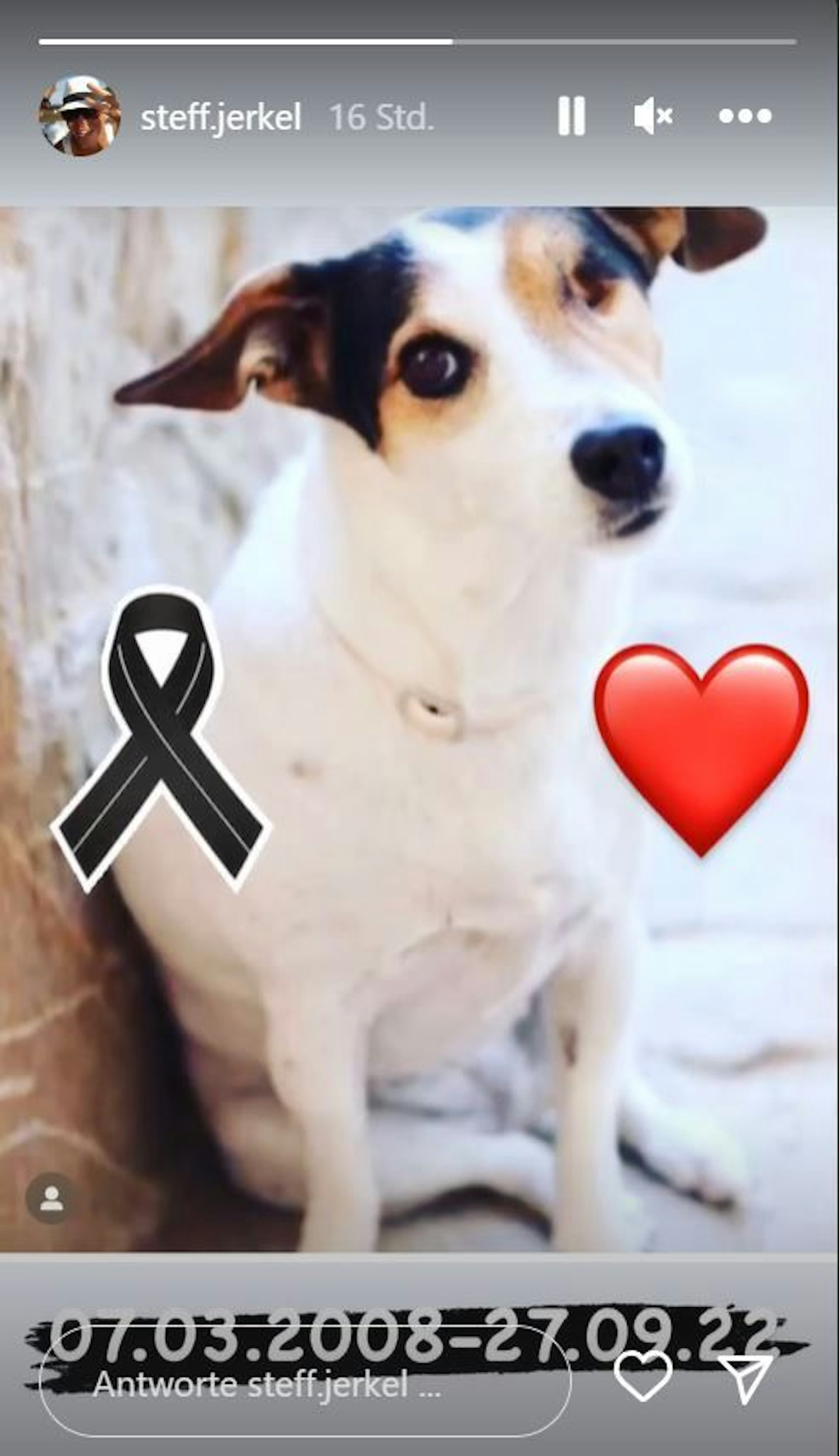 Das Foto zeigt Steff's Hündin Kiki, eine Jack-Russell-Terrier-Dame mit weißem Fell. Lediglich ihre Ohren haben ein dunkleres Fell. Sie hat bereits ein Auge verloren. Außerdem hat Steff der Story eine schwarze Schleife und ein Herzen-Emoji beigefügt.