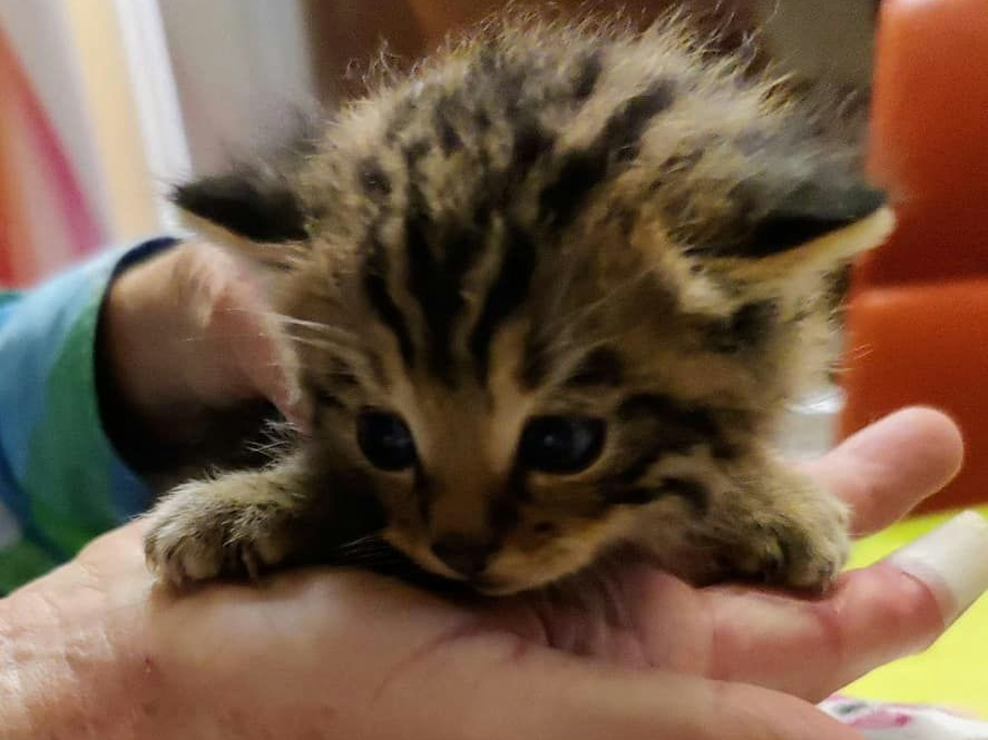 In der Wildtierstation wird das Kätzchen jetzt aufgepäppelt. „Lucky-Fly“ war Beute eines Raubvogels.