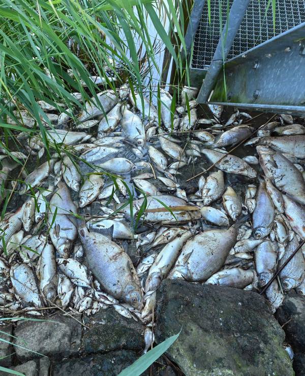 Tote Fische haben sich am 16. August 2022 an einem Wehr im deutsch-polnischen Grenzfluss Westoder, nahe dem Abzweig vom Hauptfluss Oder, auf der Wasseroberfläche gesammelt.