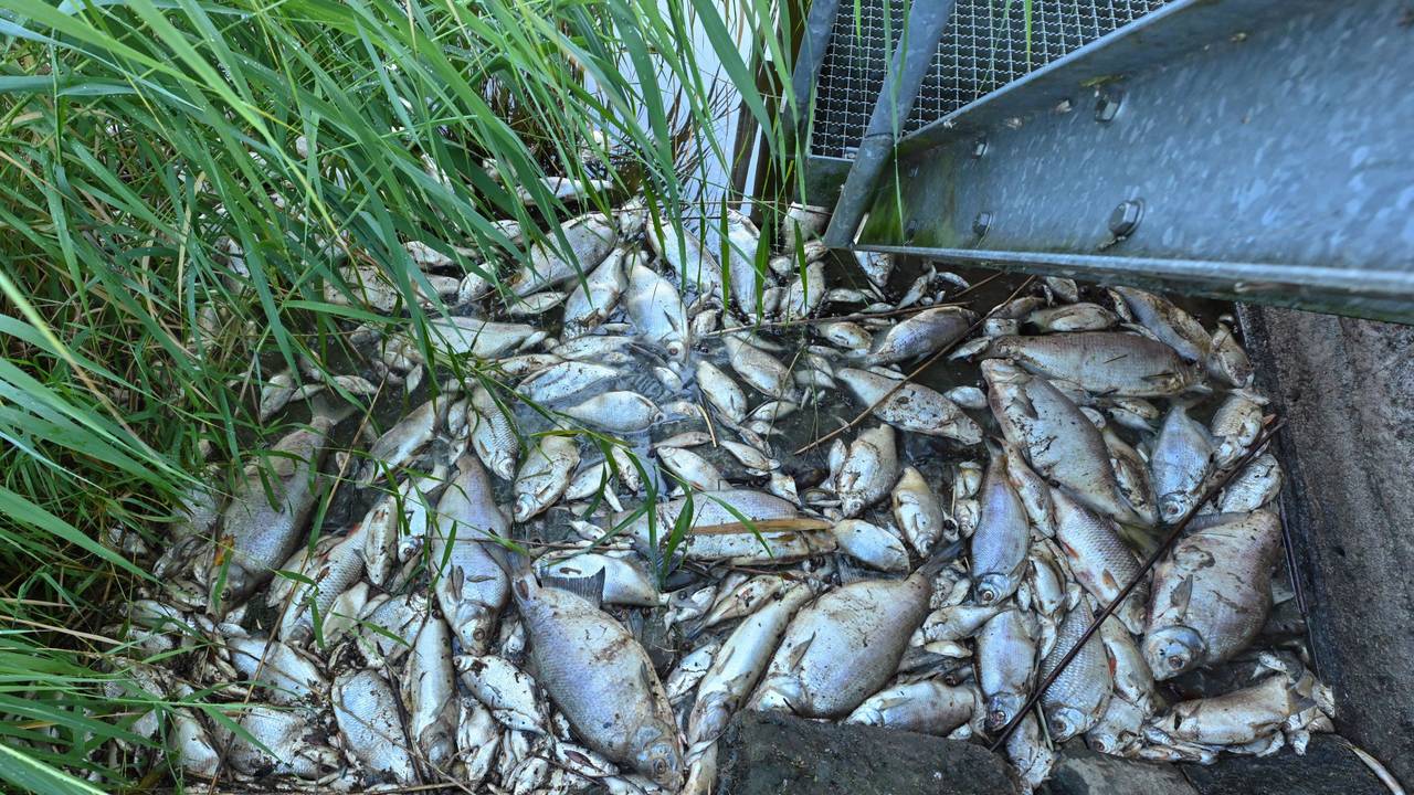 Tote Fische haben sich am 16. August 2022 an einem Wehr im deutsch-polnischen Grenzfluss Westoder, nahe dem Abzweig vom Hauptfluss Oder, auf der Wasseroberfläche gesammelt.