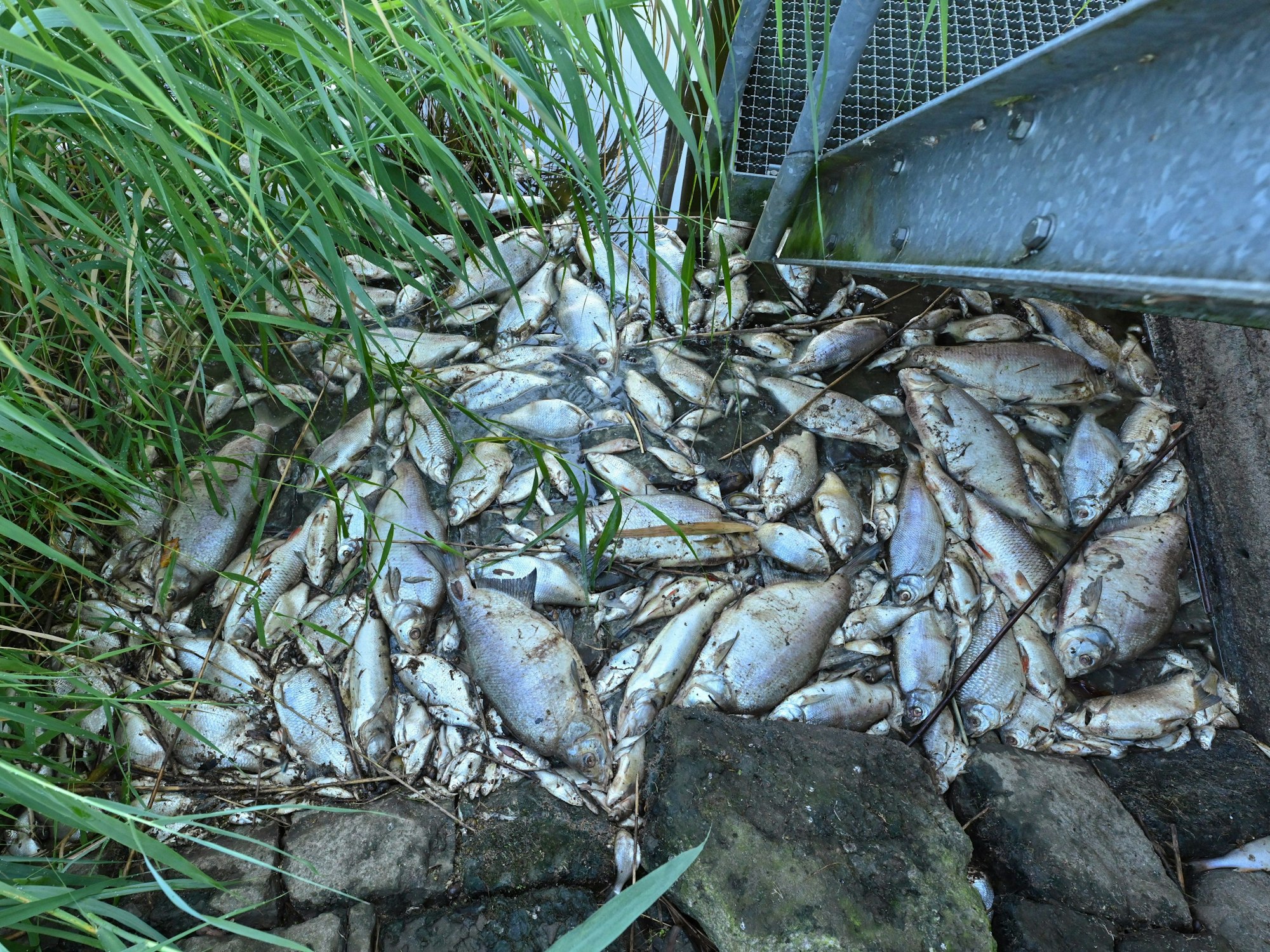 Tote Fische haben sich am 16. August 2022 an einem Wehr im deutsch-polnischen Grenzfluss Westoder, nahe dem Abzweig vom Hauptfluss Oder, auf der Wasseroberfläche gesammelt.