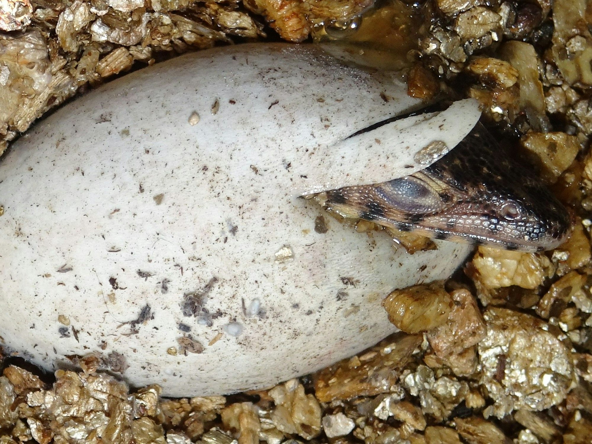 Einer der Babywarane steckt beim Schlüpfen im Kölner Zoo seinen Kopf aus dem Ei.