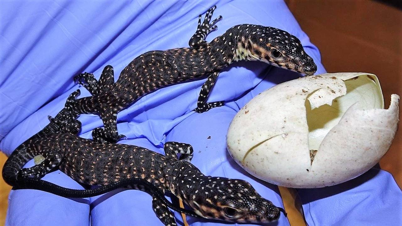 Zwei Waranen-Jungtiere neben einer leeren Eierschale.