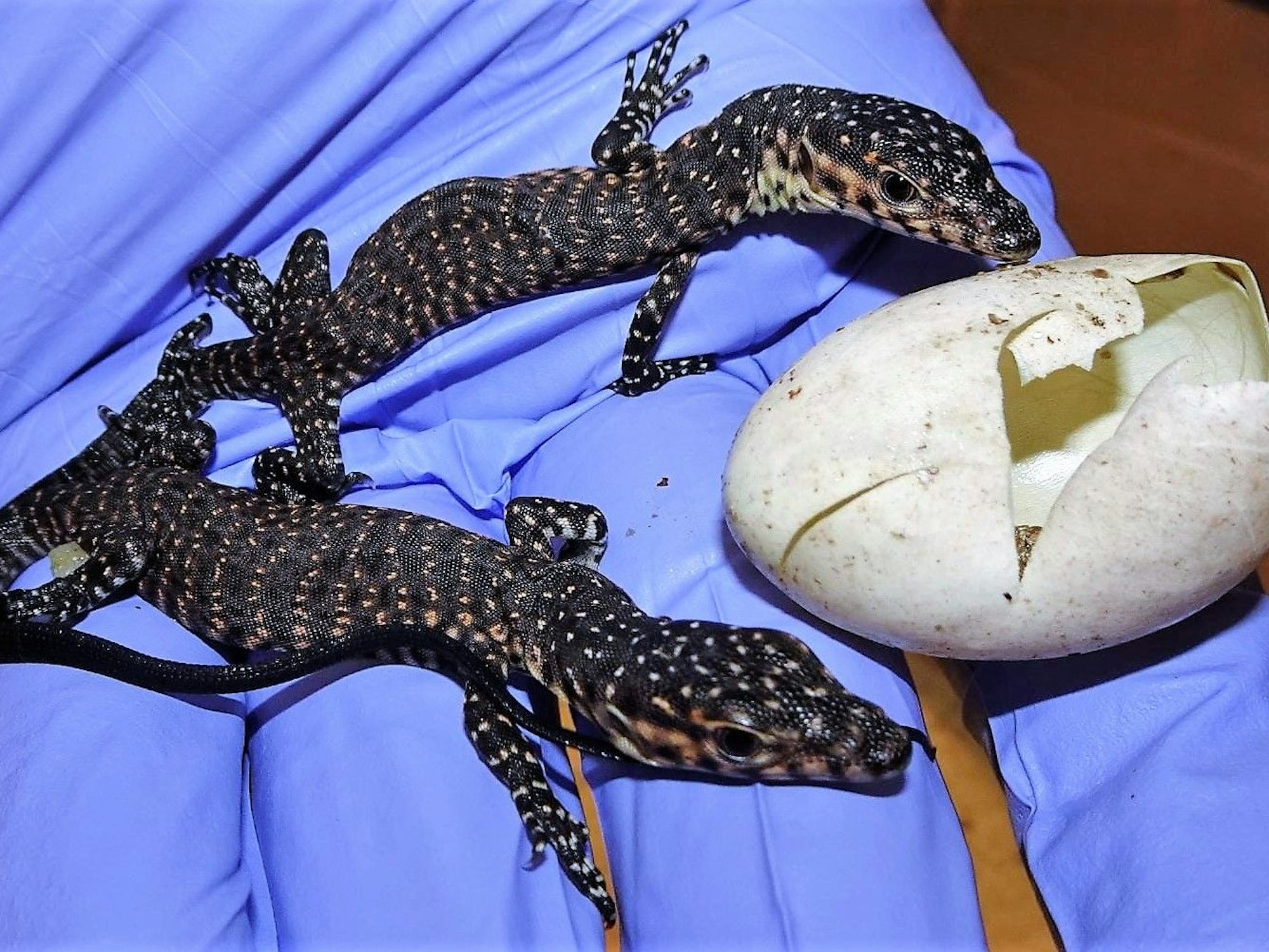 Zwei Waranen-Jungtiere neben einer leeren Eierschale.