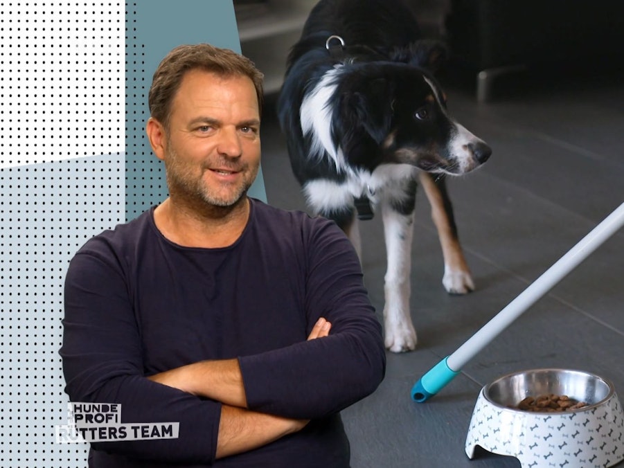 Hundeexperte Martin Rütter kommentiert eine Trainingsmethode für einen Hund.