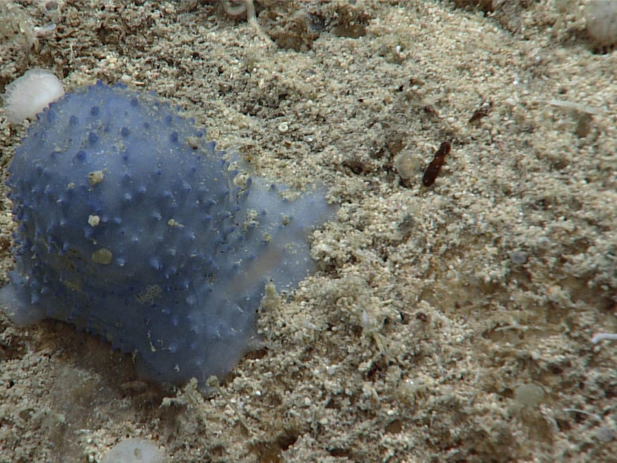 Ein blaues, unbekanntes Lebewesen am Meeresboden. Um was es sich dabei handelt, ist bisher noch unklar.
