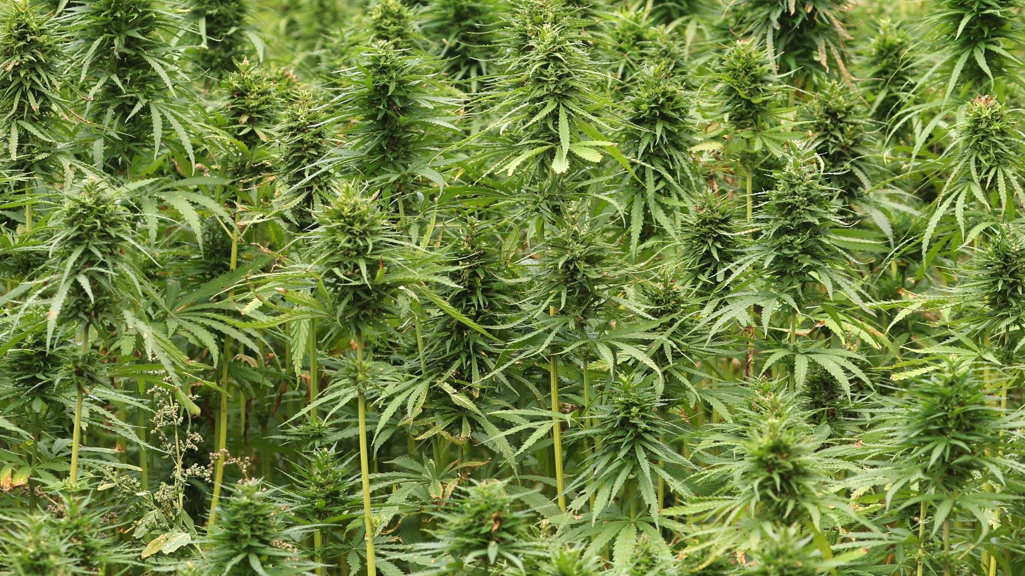 Fruchtstände von Hanf auf einer Hanfplantage von Rafael Dulon, Chef der Hanf Farm GmbH.