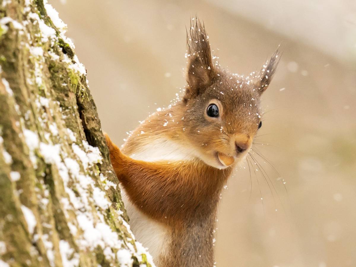 Ein rotes Eichhörnchen sucht im Yorkshire Dales National Park im Neuschnee nach Nahrung.