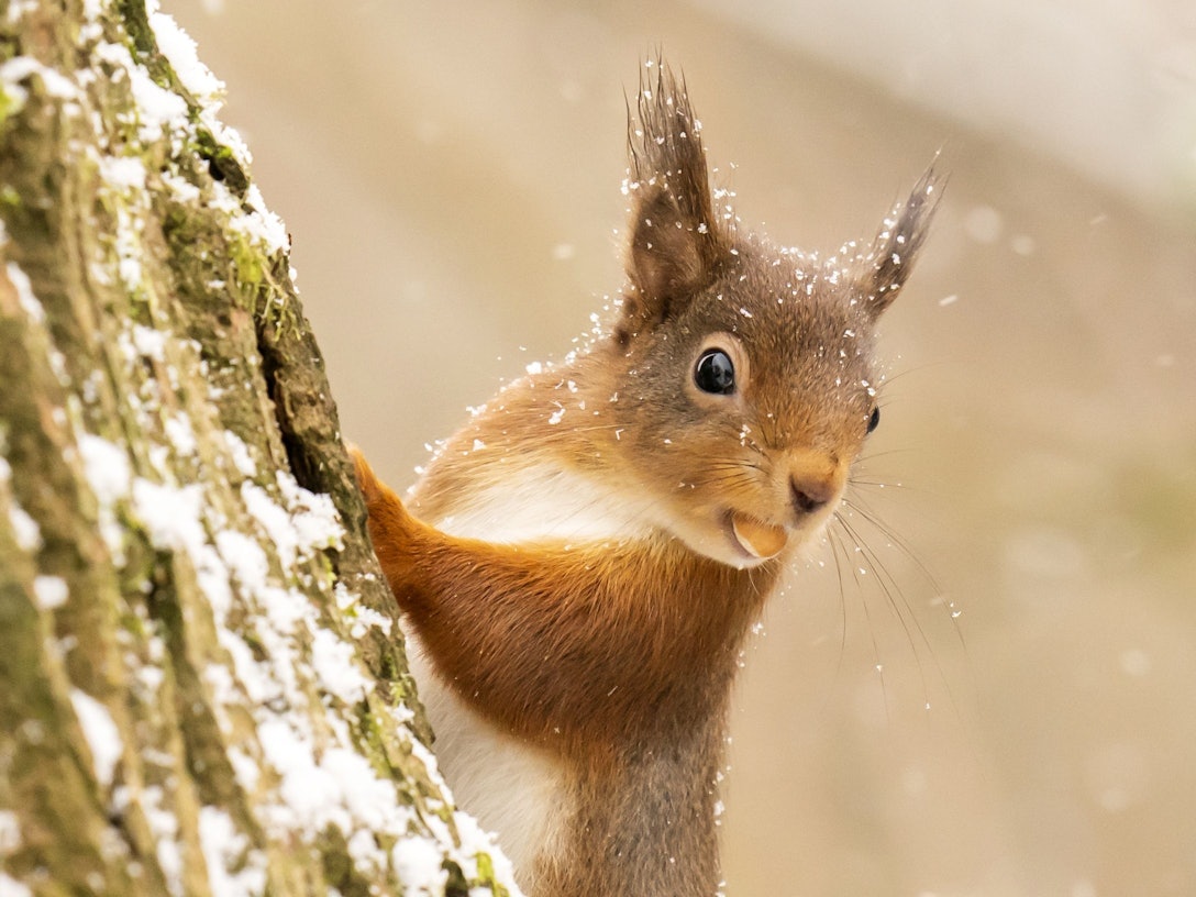 Ein rotes Eichhörnchen sucht im Yorkshire Dales National Park im Neuschnee nach Nahrung.