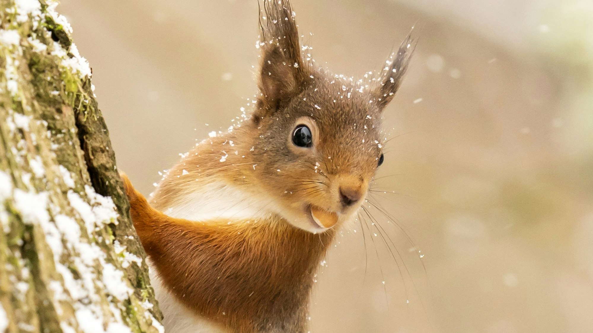Ein rotes Eichhörnchen sucht im Yorkshire Dales National Park im Neuschnee nach Nahrung.