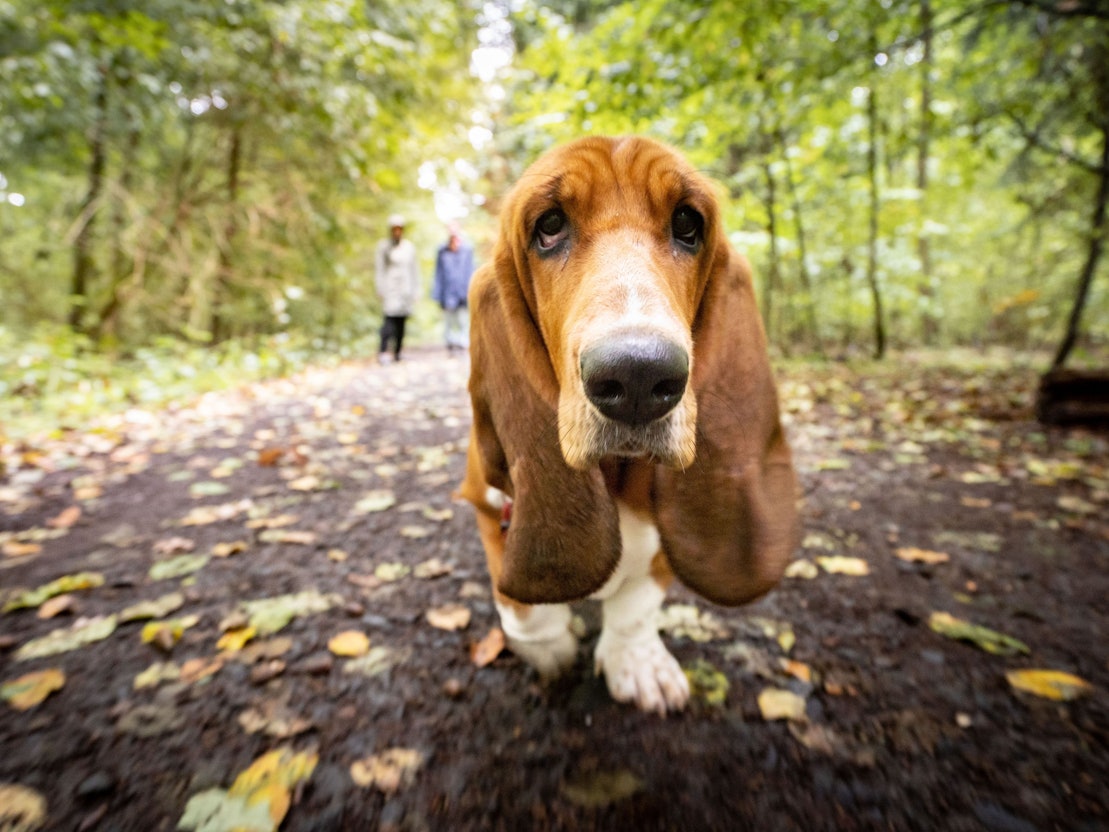 Ein Basset spaziert am 02. Oktober 2022 durch den Wald am Rande von Bad Vilbel in Hessen.
