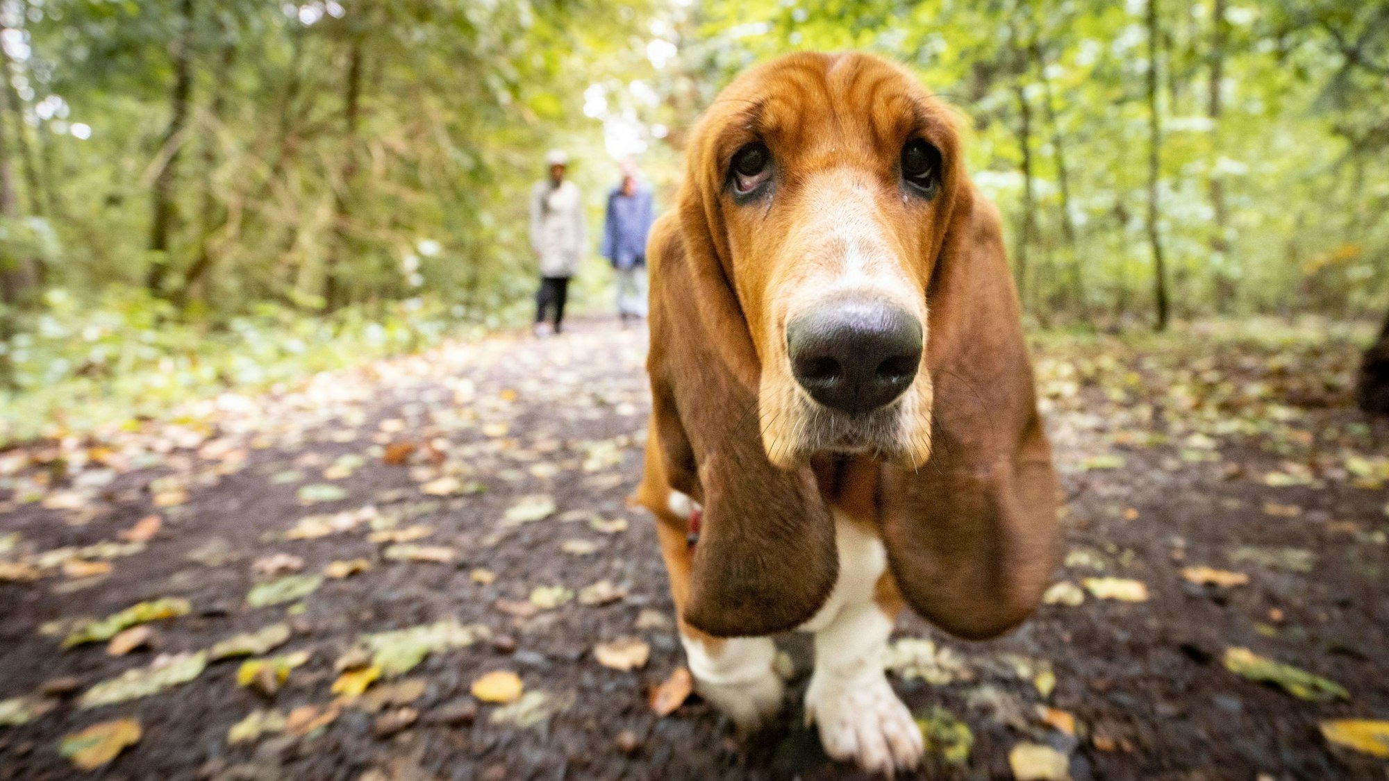 Ein Basset spaziert am 02. Oktober 2022 durch den Wald am Rande von Bad Vilbel in Hessen.