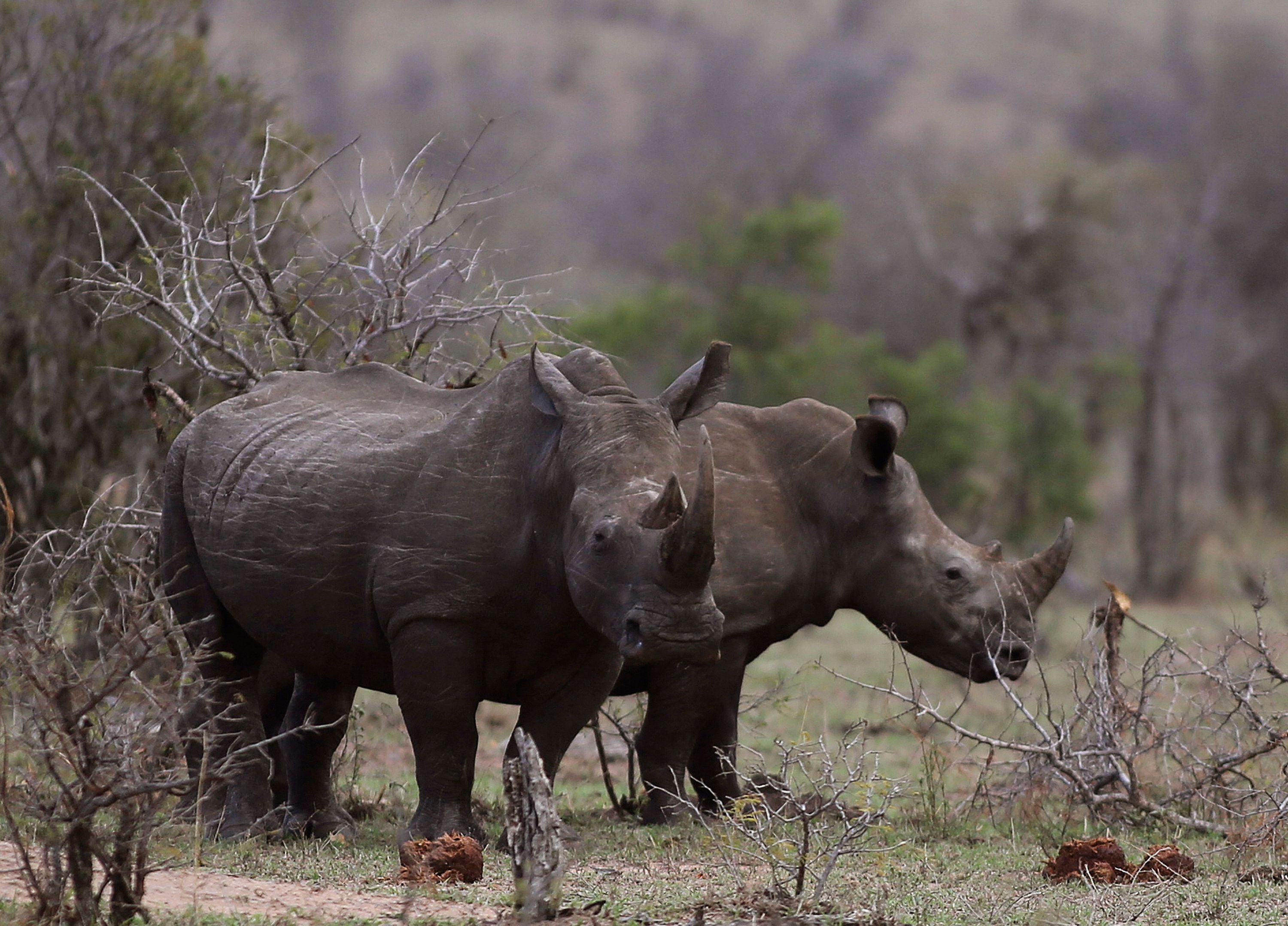 Nashörner im Busch am Rande des Krüger Nationalparks in Südafrika, aufgenommen am 1.Oktober 2016.