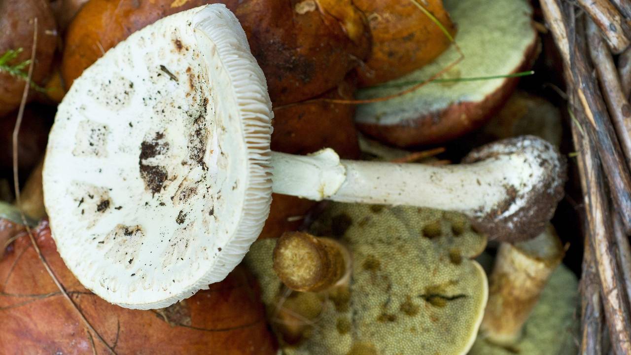 Ein Pilzkorb mit Maronen-Röhrlingen und einem giftigen Knollenblätterpilz.