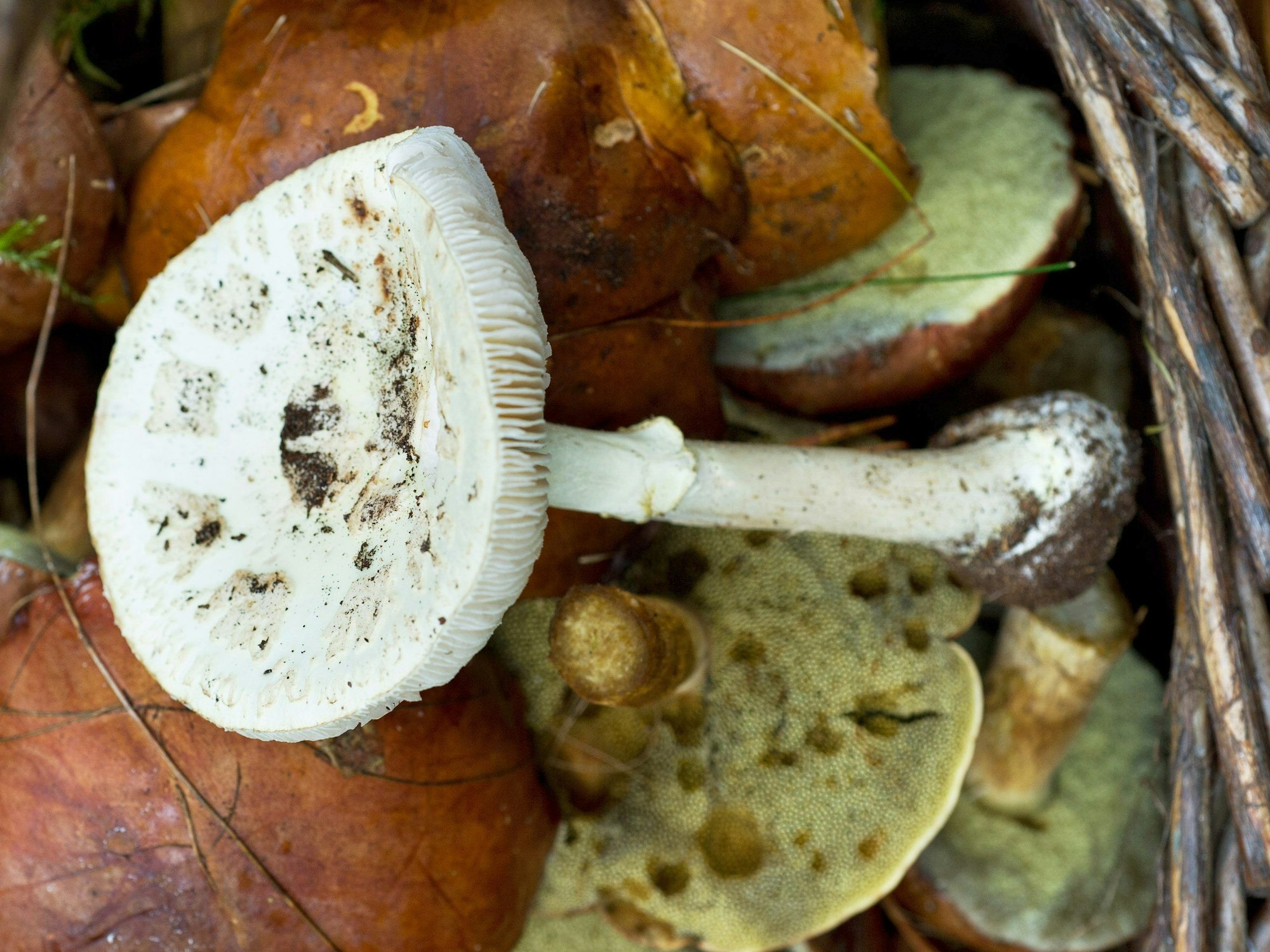 Ein Pilzkorb mit Maronen-Röhrlingen und einem giftigen Knollenblätterpilz.